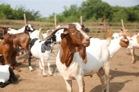 How to Donate a Goat to Africa: Nurturing Livelihoods, Cultivating .